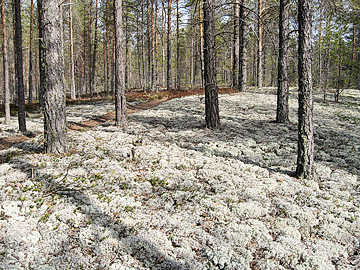 kalajoki pleunan reitti